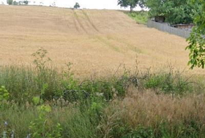 Teren 6500m2 Oncesti, Bacau - 1