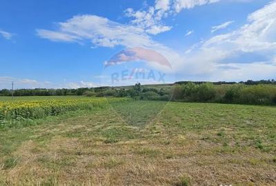 Teren de 12000 mp, în Pădureni (Șendriceni) - 4