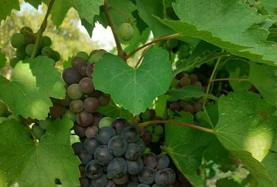 Spațiu comercial, în Mlecănești - 5