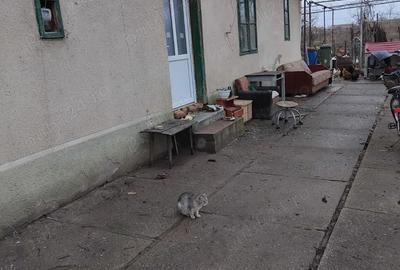 Casă cu Teren 1300 Mp în Bulgăruș - 5