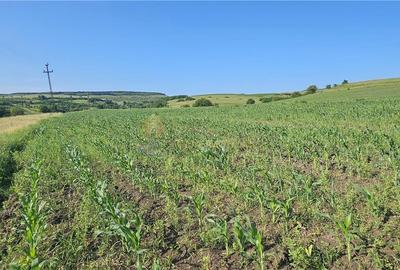 Teren Construcții intravilan de 5800 mp, în Suceagu - 2