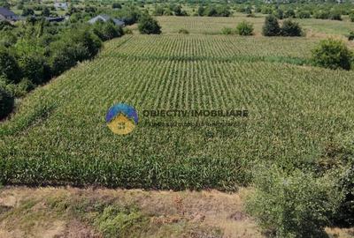 Teren intravilan 3866 mp Dumbrava Rosie - 4