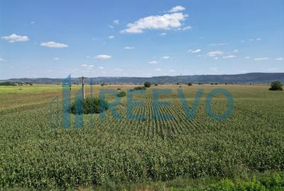 Teren de vanzare, Letea Veche, Jud. Bacau - 5