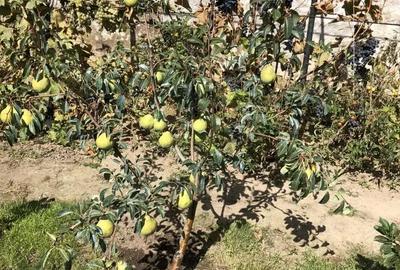 Casă cu 5 camere cu Teren 357 Mp în Central - 2