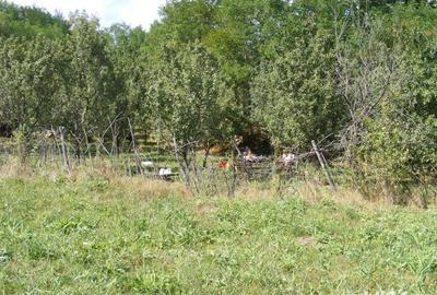 Teren de 2070 mp, în Vârfuri - 6
