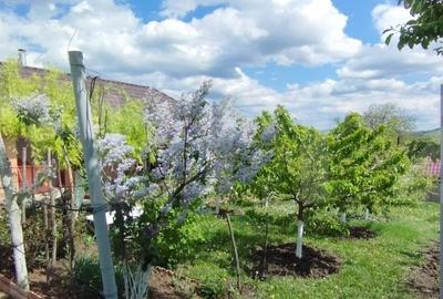 Casa+ casa vacanta, 2200 mp livada, Schitu-Duca - 1