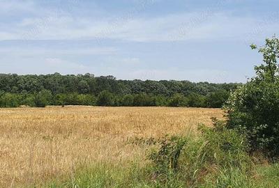 Teren situat in Balotesti,langa padure,acces drum pietruit, 28000 euro - 7