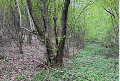 Oportunitate Teren extravilan 4000mp , Zona Baisoara - 2