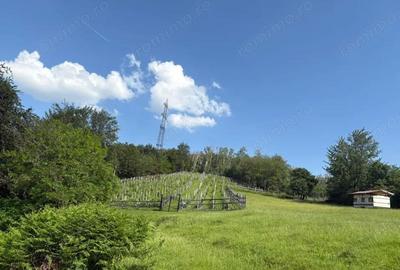 *Domeniu* cu poten?ial turistic - casa de vis, livada ?i vie - Bumbe?ti-Jiu - 9