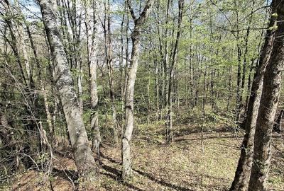 Teren de 5000 mp, în Valea Danului - 4