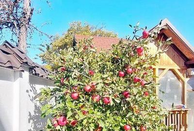 Vila Deosebita Brasov - 7