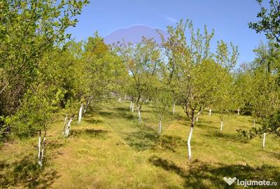 Casă cu 5 camere cu Teren 1842 Mp în Picior de Munte - 6