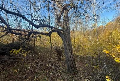 Teren langa pădure 6400mp-casa demolabile-deschidere 35 ml - 9