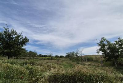 Teren de 1000 mp, în Oituz - 4