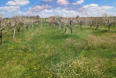 Vanzare teren Livada - Ferma Arges - Izbasesti / DN 142 langa Pitesti - 10