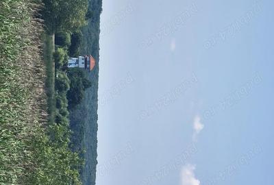 Teren de 250000 mp, în Comana - 3