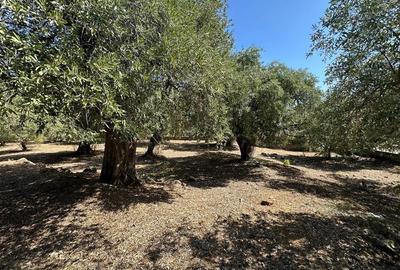 Teren intravilan pe insula Thassos, aproape de plaja salbatica - 9