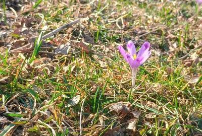 Casă cu 4 camere cu Teren 2500 Mp în Central - 9