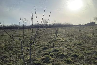 Teren de 8700 mp, în Ramna - 1