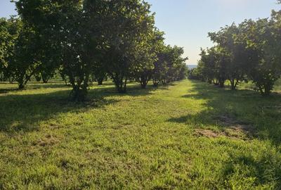 Teren de 10000 mp, în Dorobanți - 11