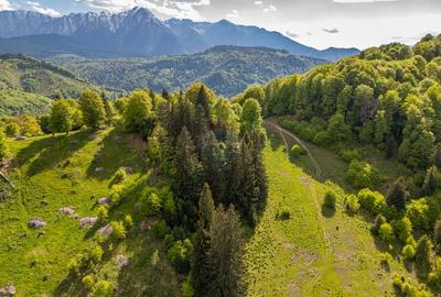 Teren intravilan cu potential turistic si de agrement, zona Trei Brazi - 4