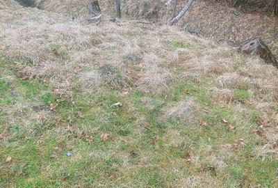 Spațiu comercial, în Paltin - 3