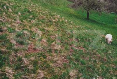 Teren de 25200 mp, în Bran - 3