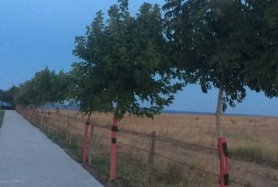 Teren intravilan 5.000 mp in Costinesti, pe faleza, cu Autorizatie de construire - 9