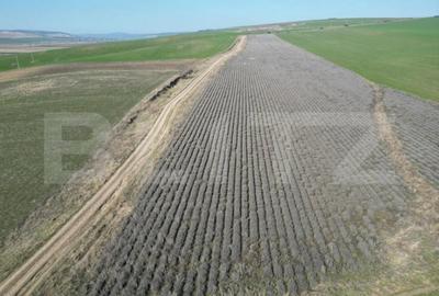 Teren de 45000 mp, în Dobrovăț - 4