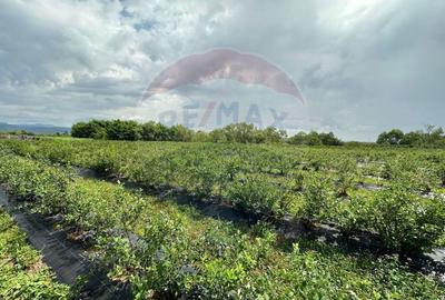 TEREN DE VANZARE - 29,656mp Bozanta Mica - 4