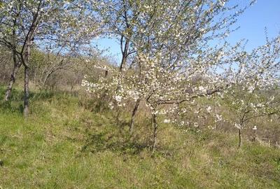 Teren de 700 mp, în Vlădiceni - 5