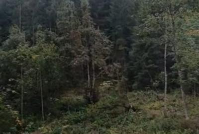 Teren Construcții intravilan de 6000 mp, în Ortoaia - 4