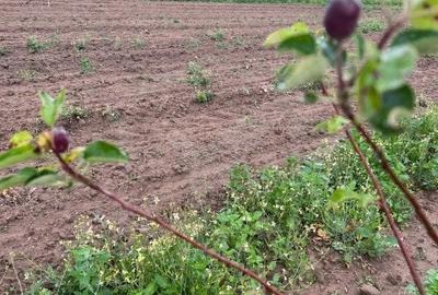 Teren extravilan cu gradina in Saliste - 2