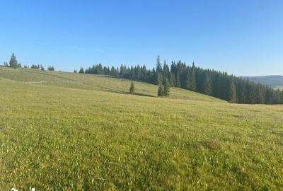 Teren de 500000 mp, în Ciocănești - 18