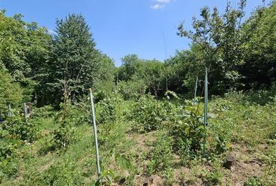 Casa spatioasa de vanzare in centrul satului Racaciuni  teren generos, livada, - 18