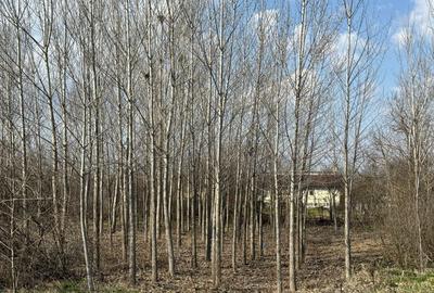 Teren Construcții intravilan de 2568 mp, în Gostinu - 3