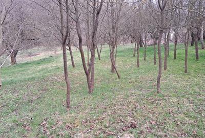 Teren de 4300 mp, în Ciurila