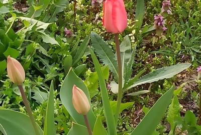 Casă cu 2 camere cu Teren 76.5 Mp în Central - 6