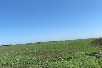 Vanzare  Teren Extravilan Suprafata  12,8 Hectare Necomasat  Afumati DJ200A - 1