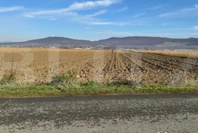 Teren de 5300 mp, în Arcalia - 5