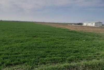 Teren agricol extravilan de 7462 mp, în Berceni - 4