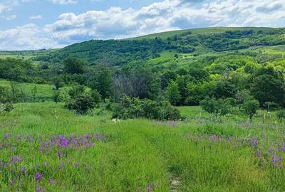 Teren de 5000 mp, în Boboci