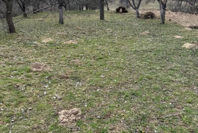 Spațiu comercial, în Bran - 4