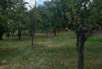 Casă cu Teren 5000 Mp în Sulița - 4