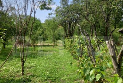 Gospodarie Completa, 130 mp, 1.300 mp Teren, zona Doice?t - 2