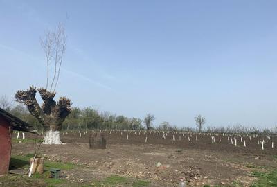Casă cu 4 camere cu Teren 8500 Mp în Răsuceni - 4