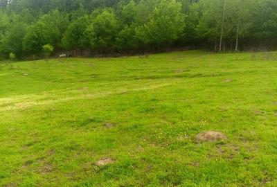 Teren de 5500 mp, în Drăganu - 2