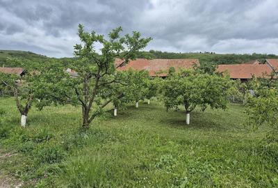 Casă cu 4 camere cu Teren 1600 Mp în Bucerdea Vinoasă - 1