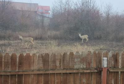 AZURA Imobiliare - Casa la cheie Mosoaia - pret de apartament! - 10