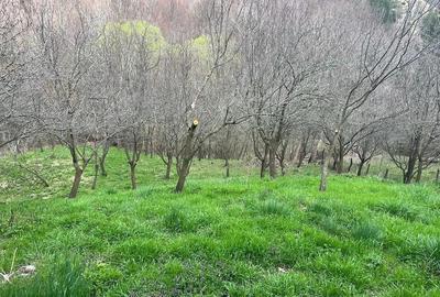 Casă cu Teren 2000 Mp în Terca - 8